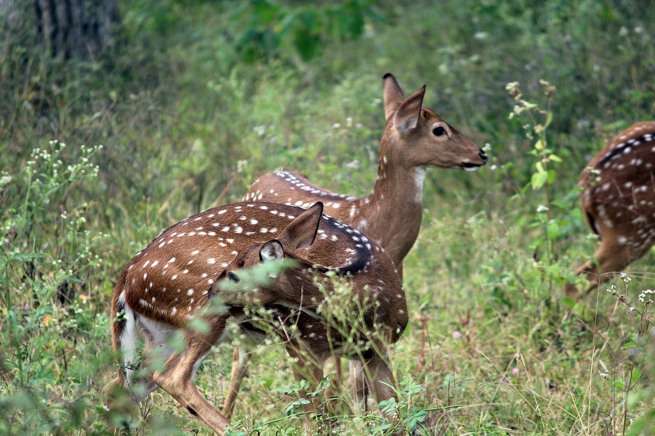 deer forest wildlife free photo