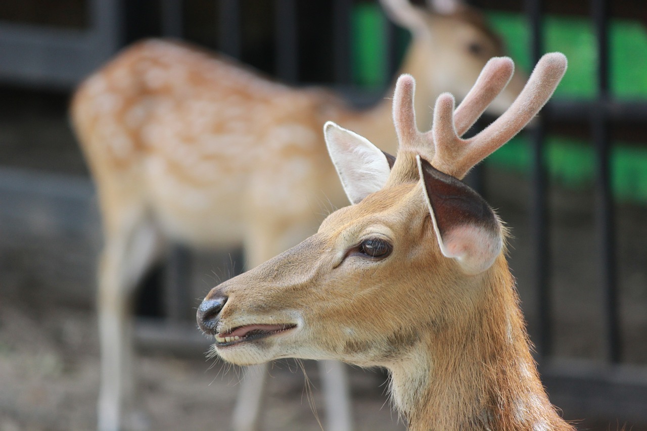 deer animals nature free photo