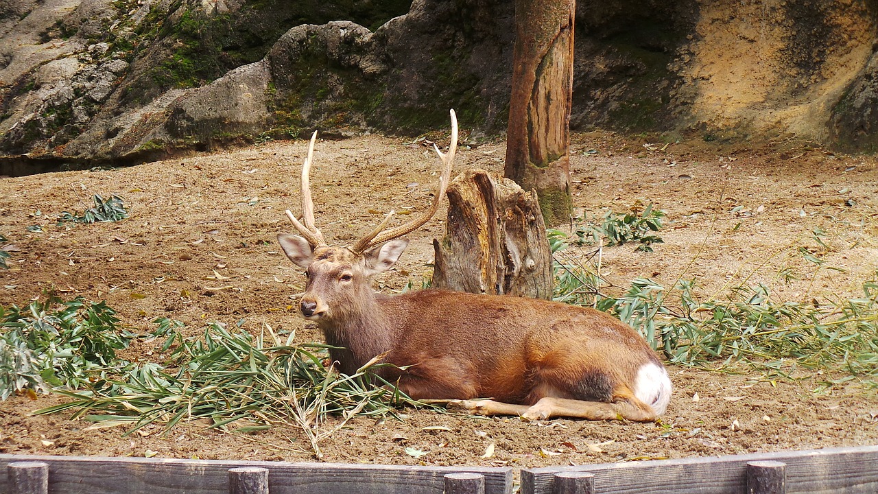 deer zoo ueno free photo