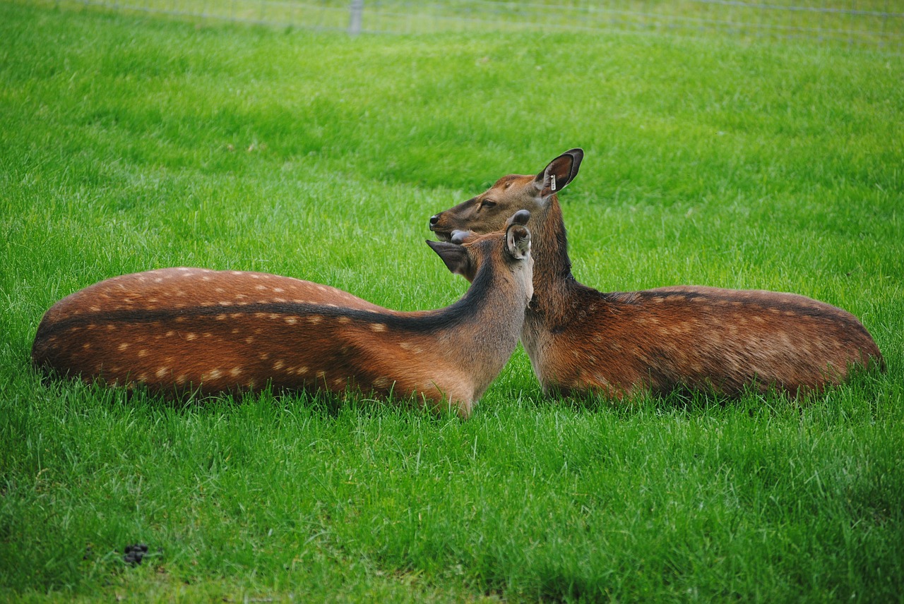 deer animal zoo free photo