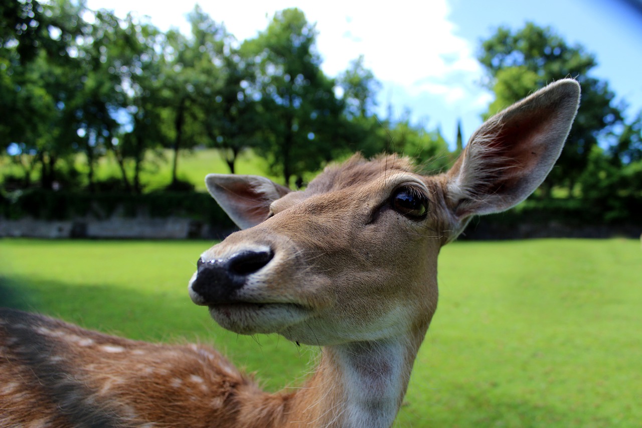 deer roe animals free photo