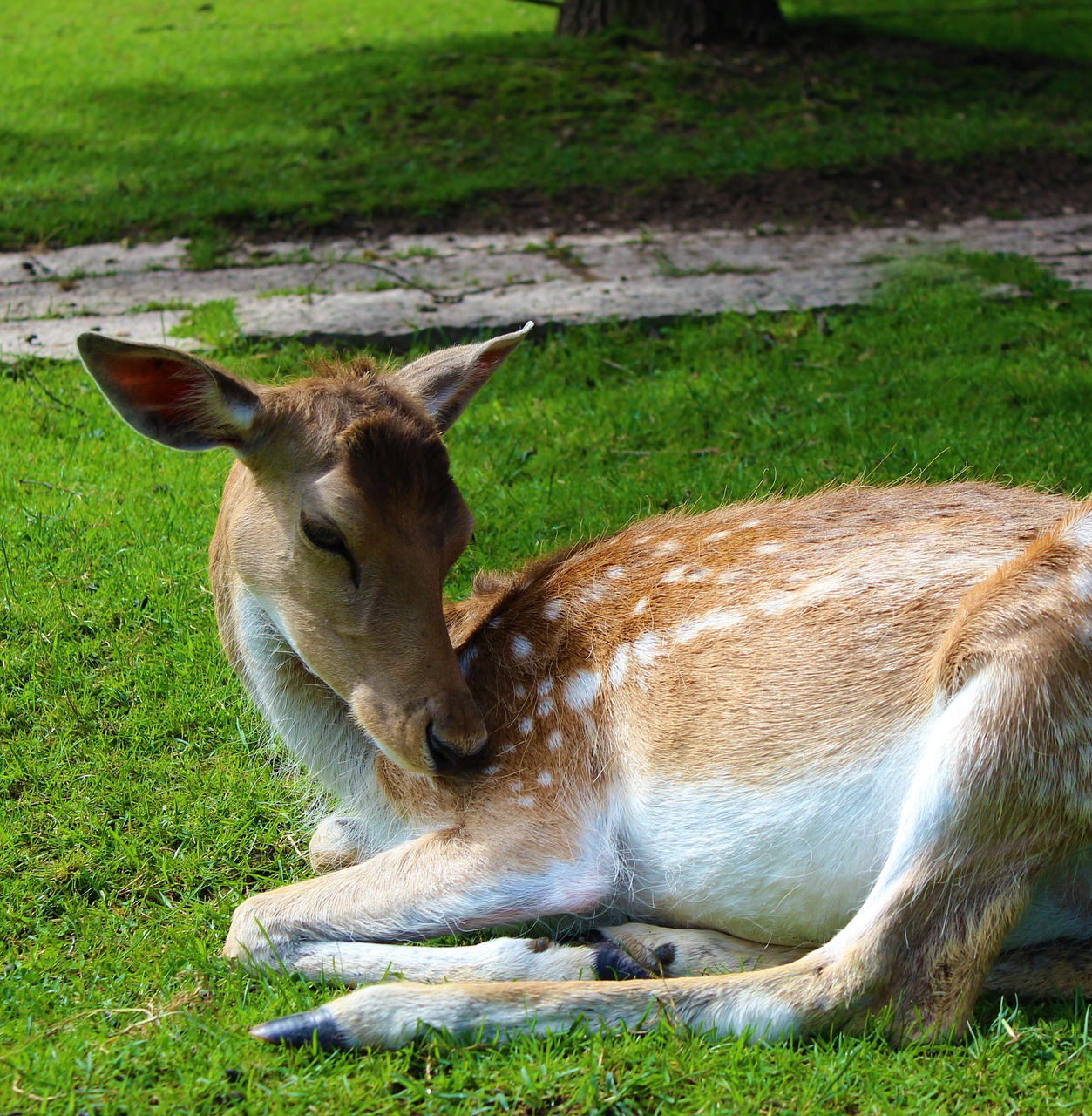 deer animals park free photo