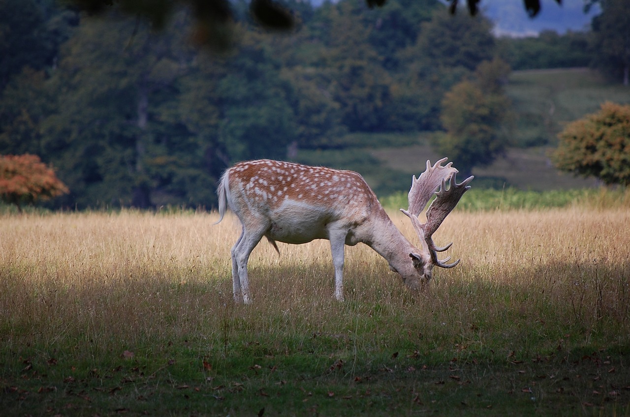 deer park graze free photo