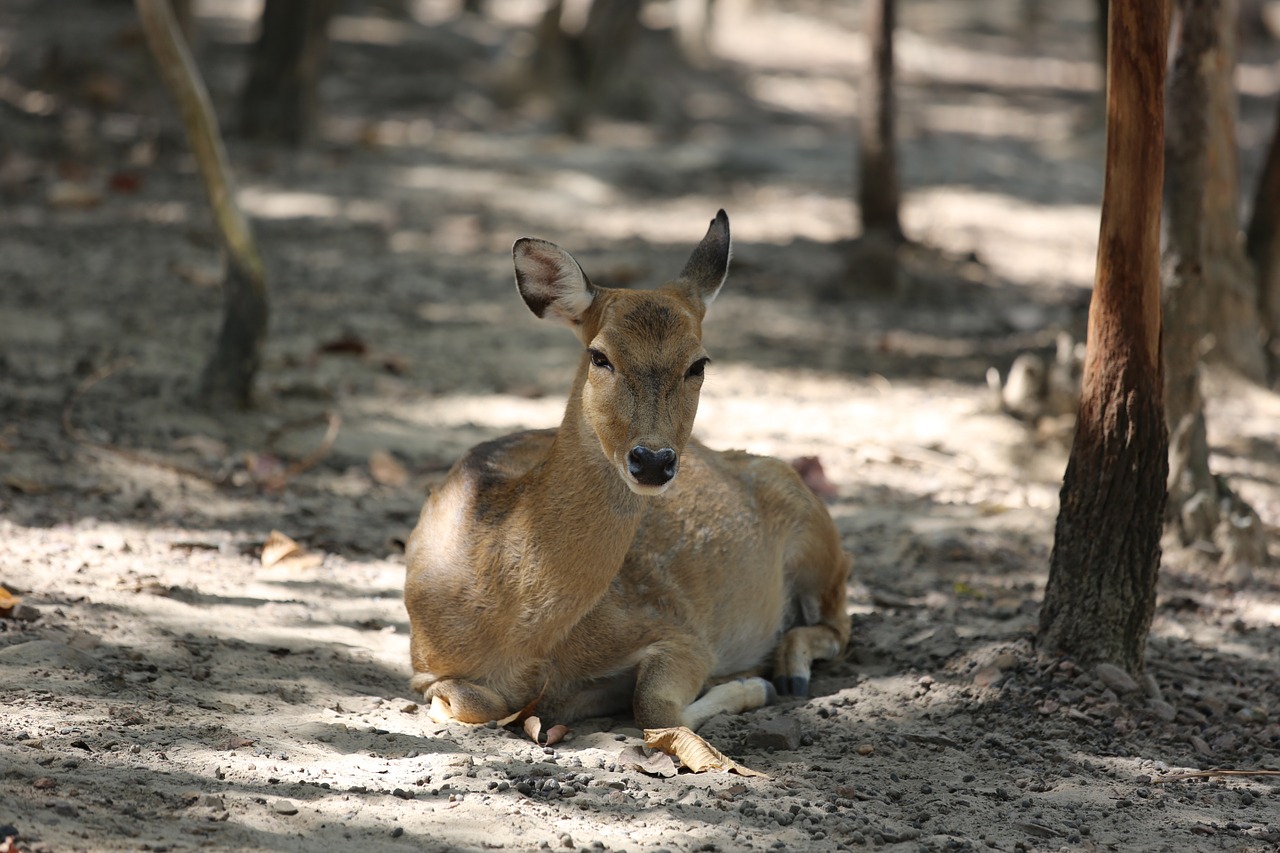 deer zoo nature free photo