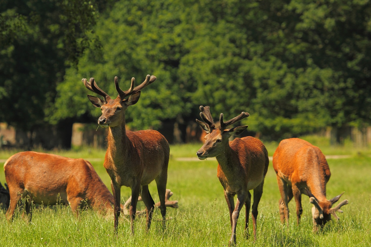 deer game park free photo