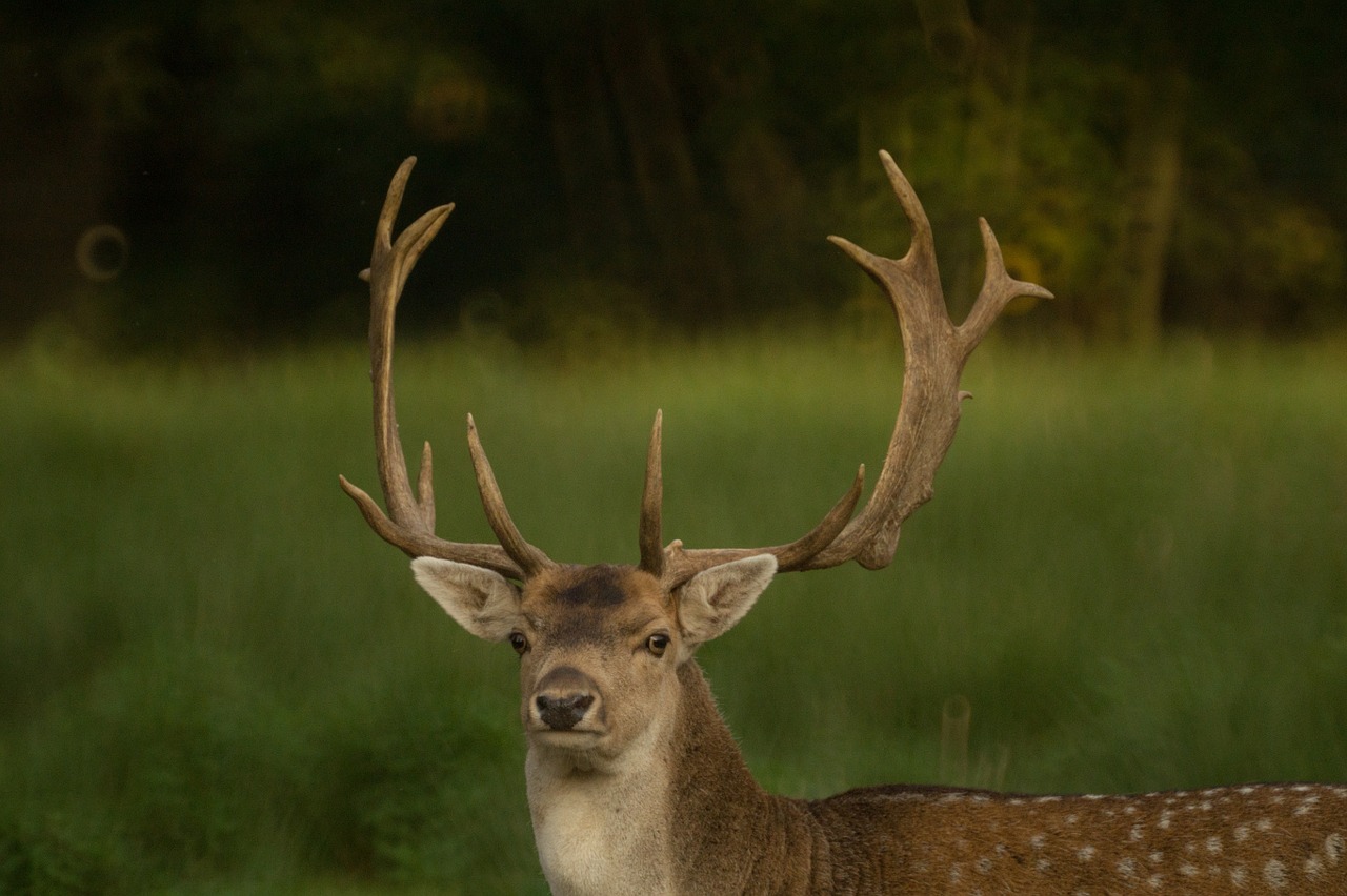 deer antlers nature free photo