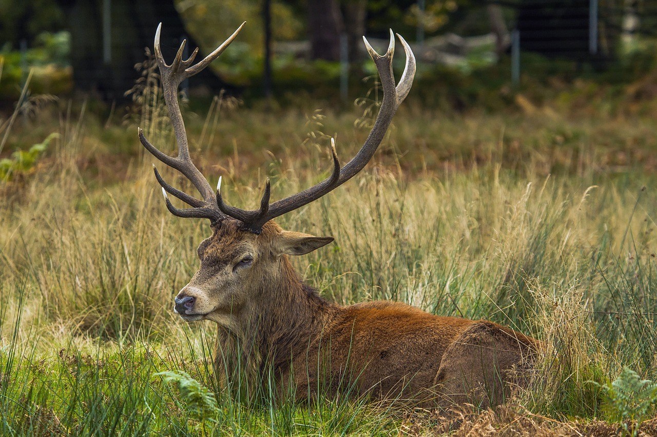 deer forest richmond free photo