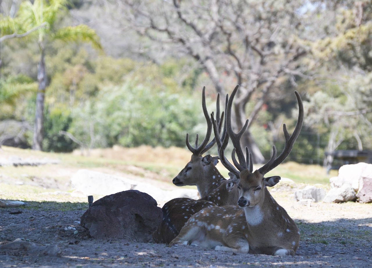 deer family water free photo