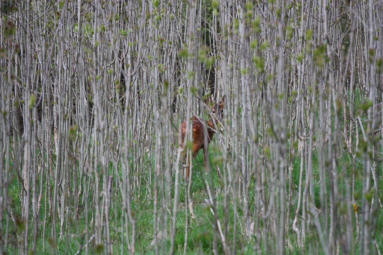 deer woods animal free photo