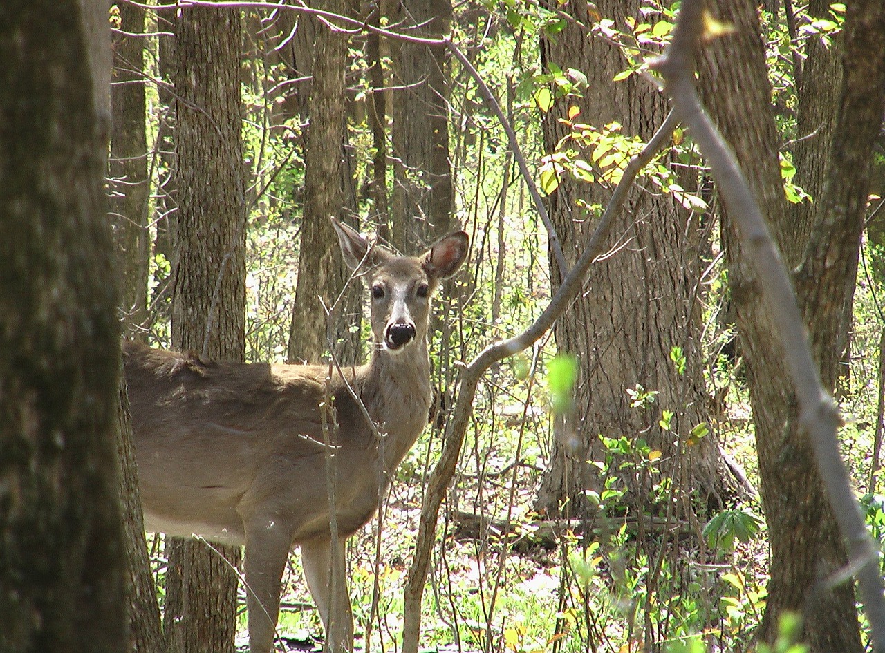 deer whitetailed forest free photo
