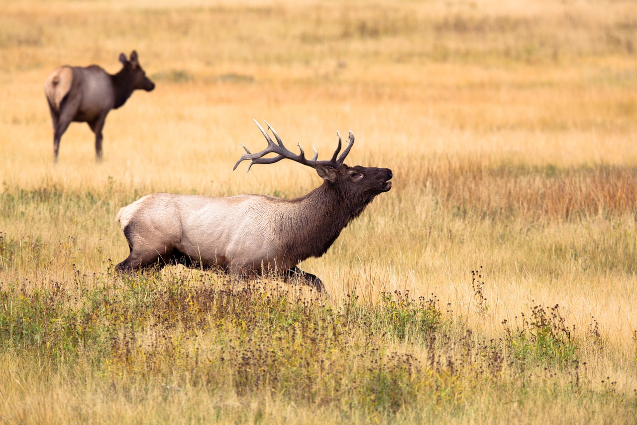 deer stag hart free photo