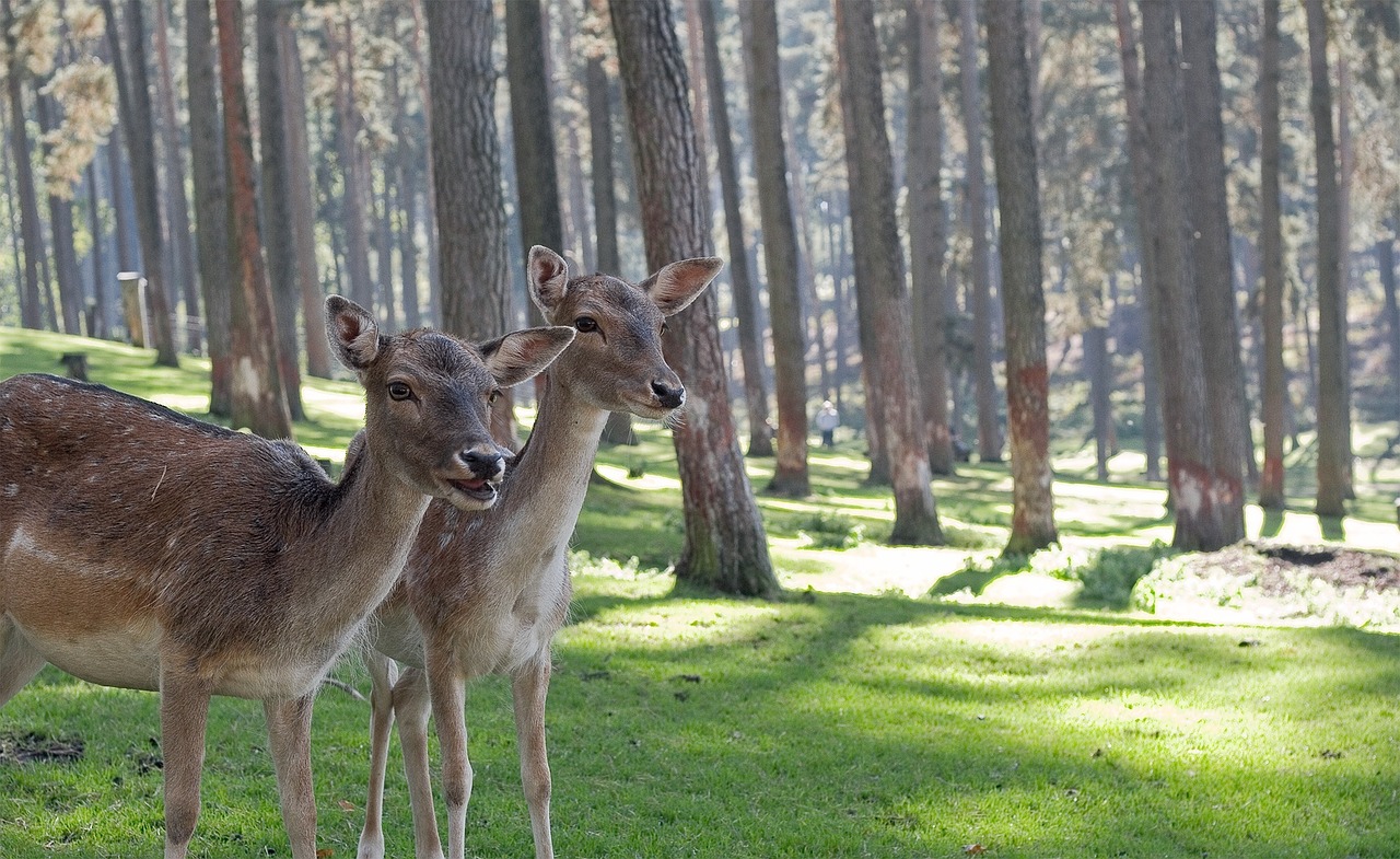 deer fawn wildlife free photo