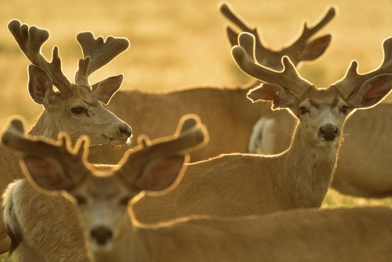 deer bucks herd free photo