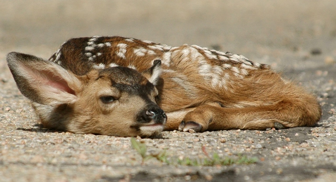deer fawn resting free photo