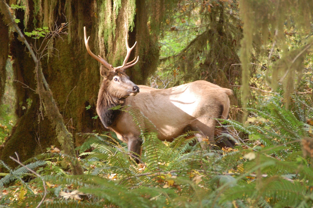 deer portrait wildlife free photo