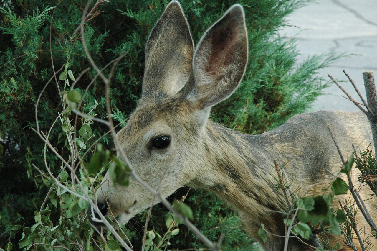 deer wildlife nature free photo