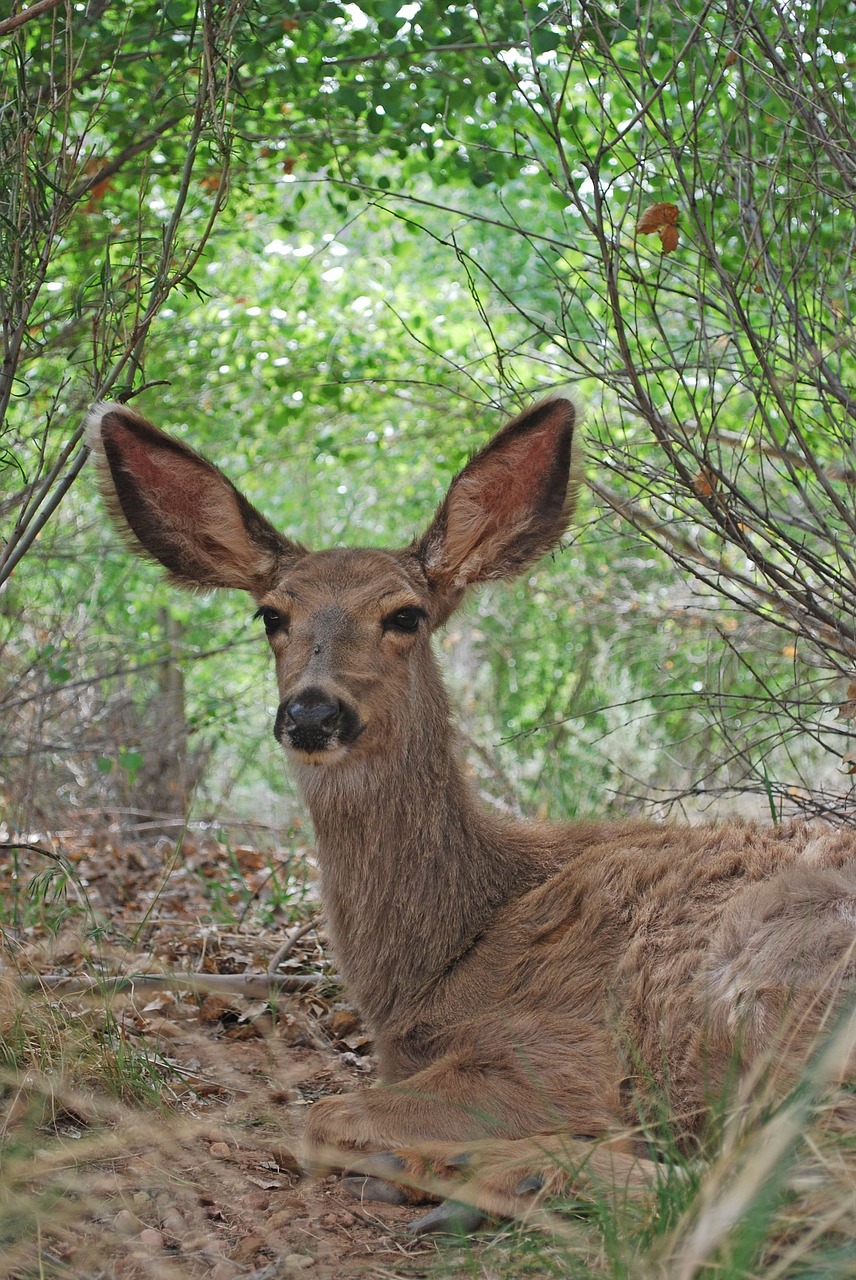 mule deer doe wildlife free photo