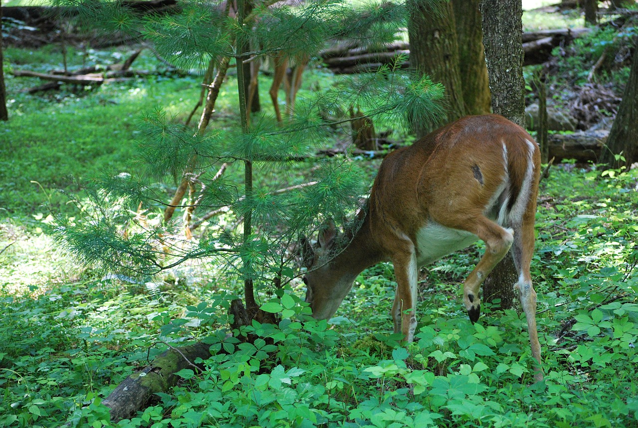 deer forest wildlife free photo