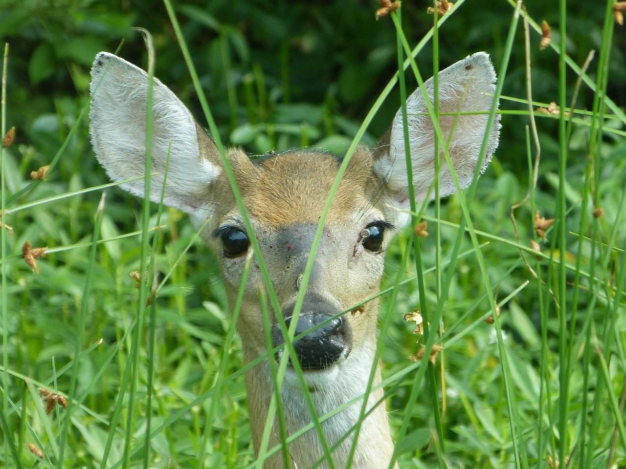 deer doe peeking free photo