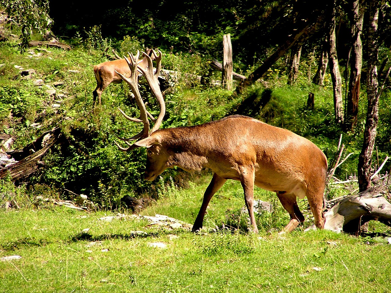 deer horns antlers free photo