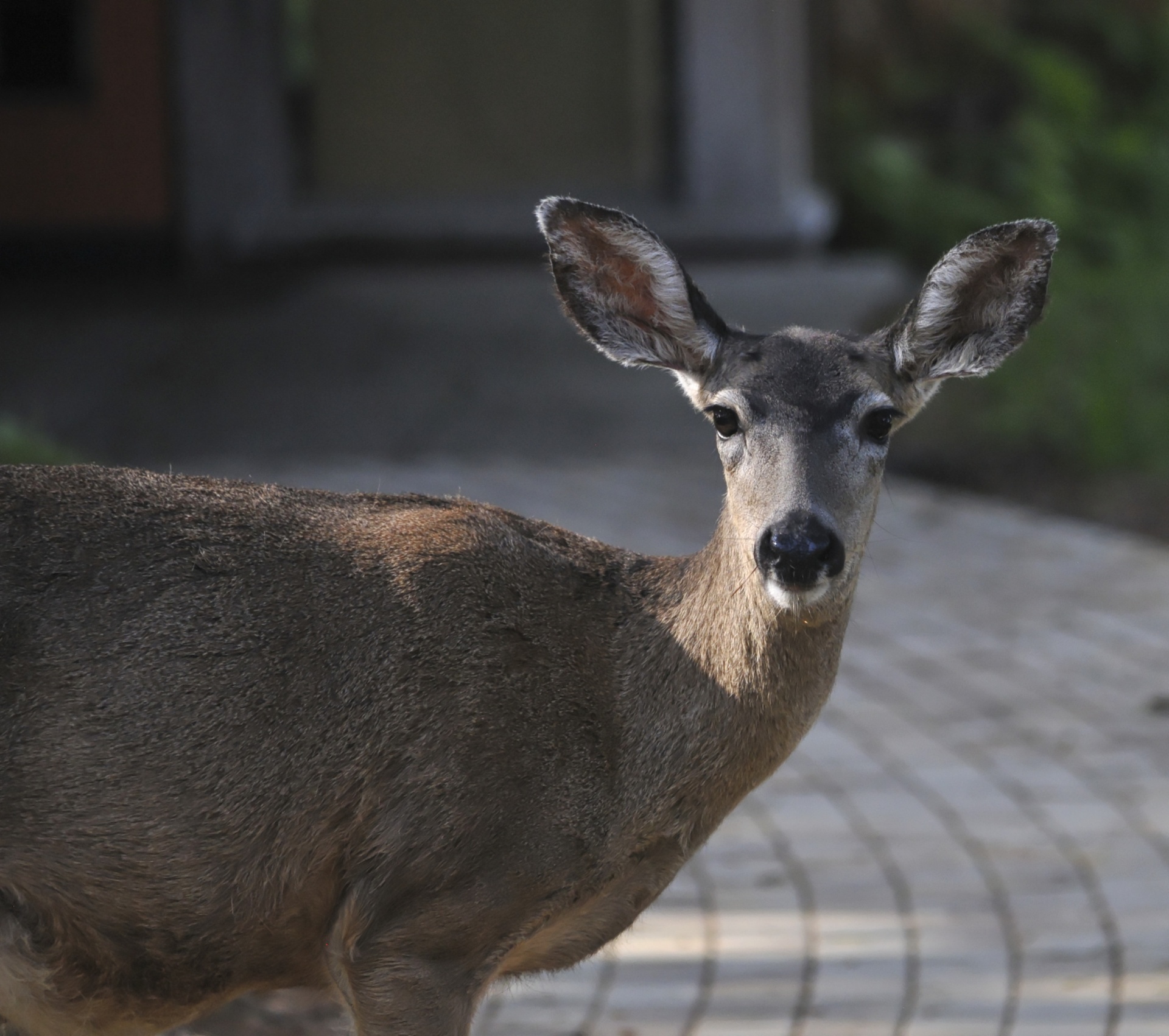 deer animal wildlife free photo