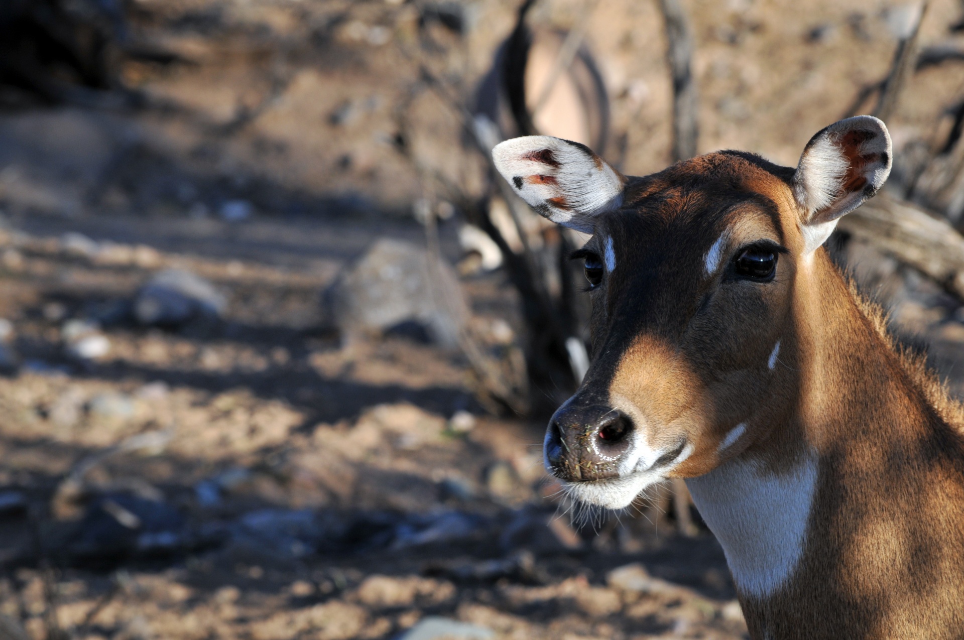 deer animal wild animal free photo