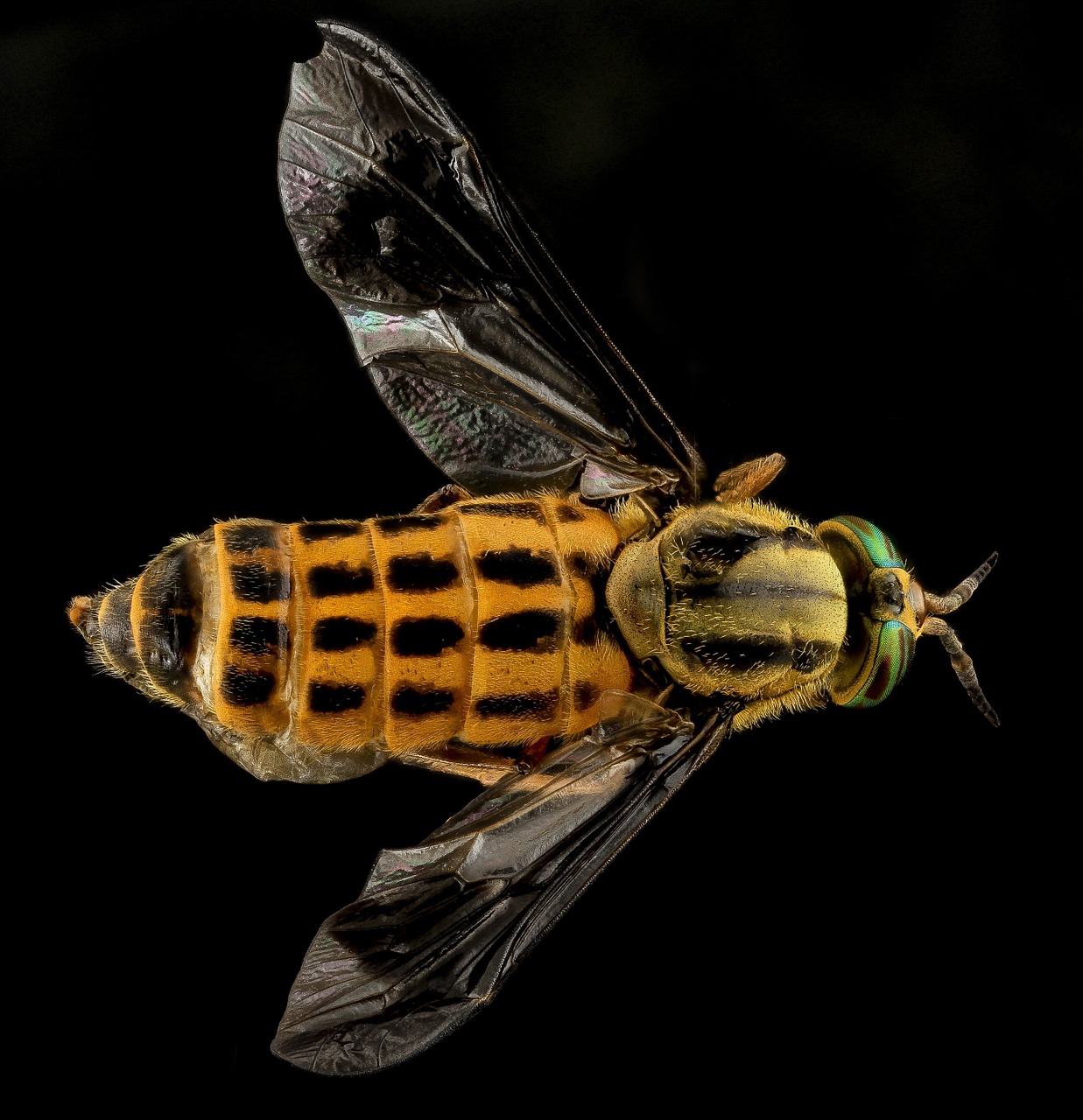 deer fly yellow fly horse fly free photo