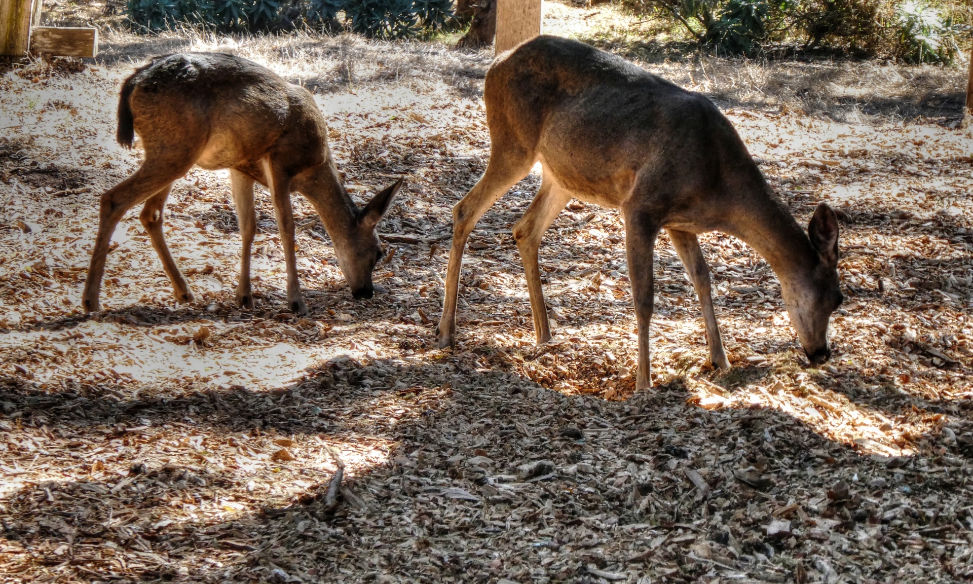 deer baby deer animal free photo