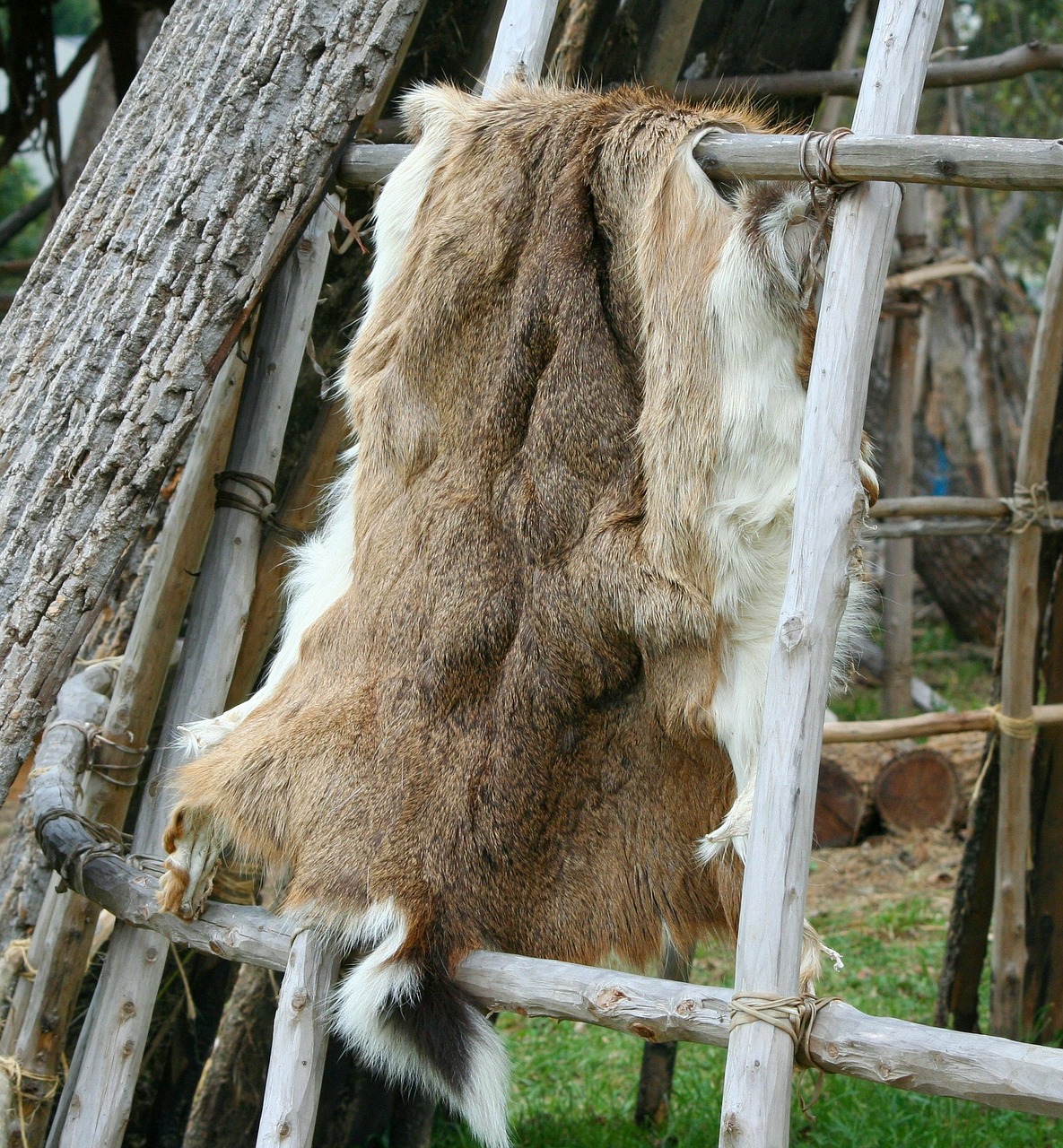 Deer hide,pelt,native american,fur,coat - free image from needpix.com