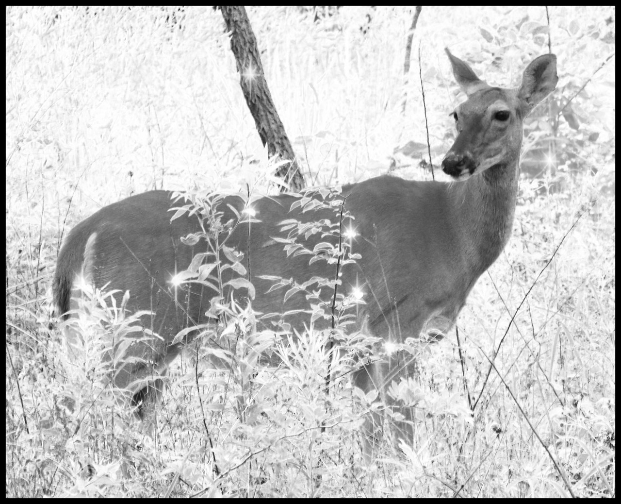 deer woods sparkle free photo