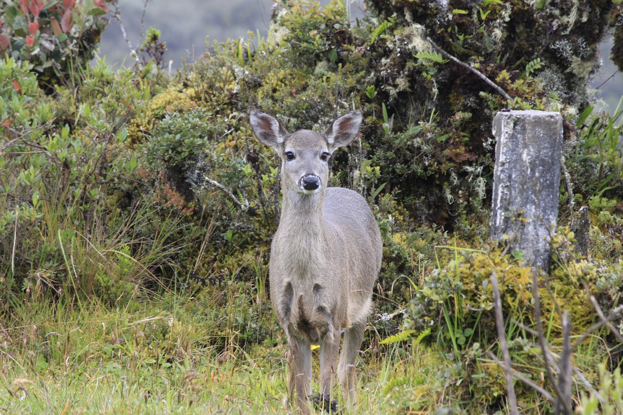 deer in the páramo of chingaza cundinamarca colombia free photo