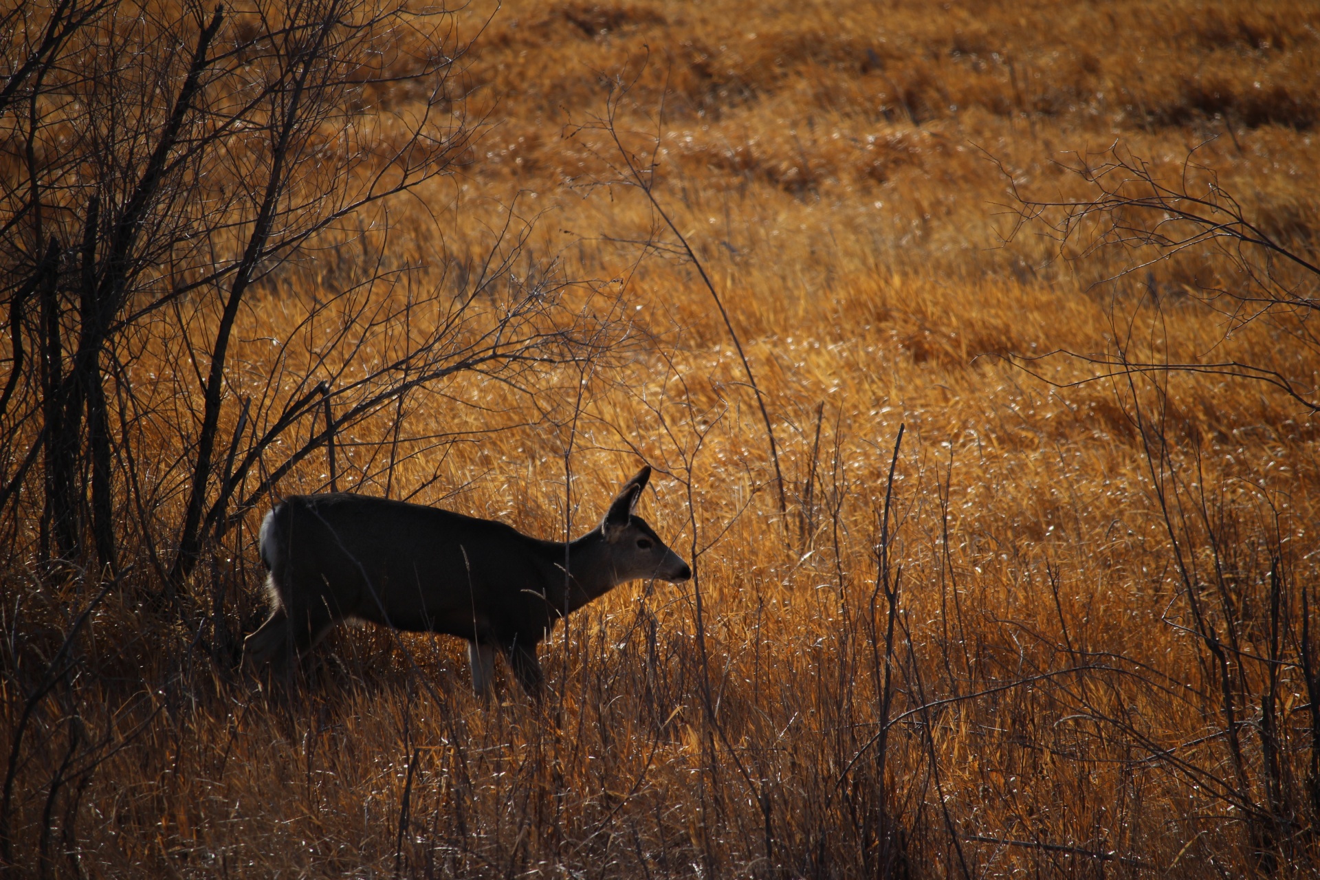 deer prairie grass free photo