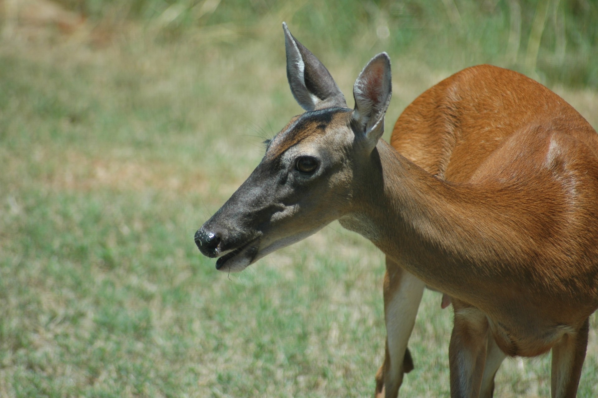 deer doe wildlife free photo