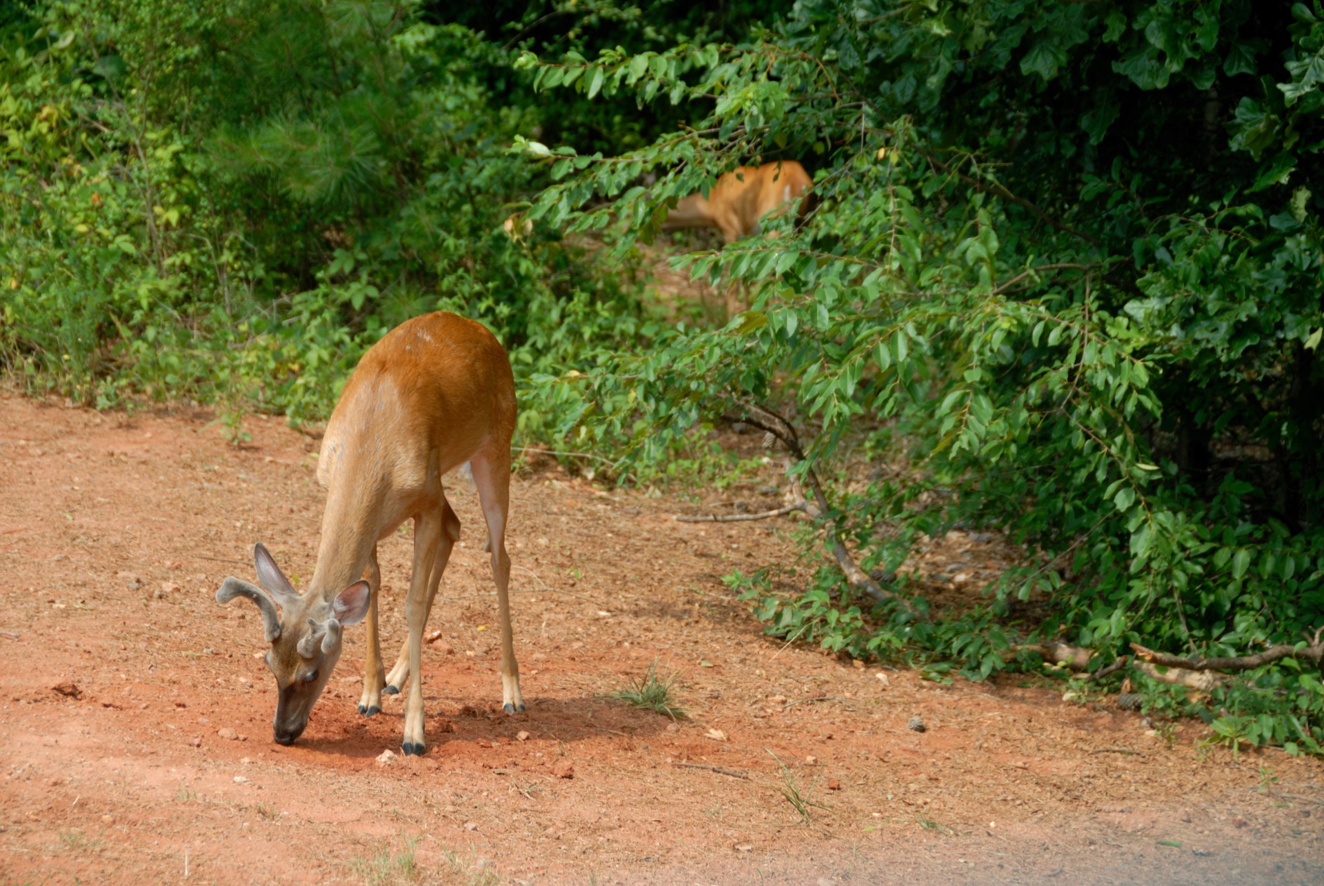 alert animal bambi free photo