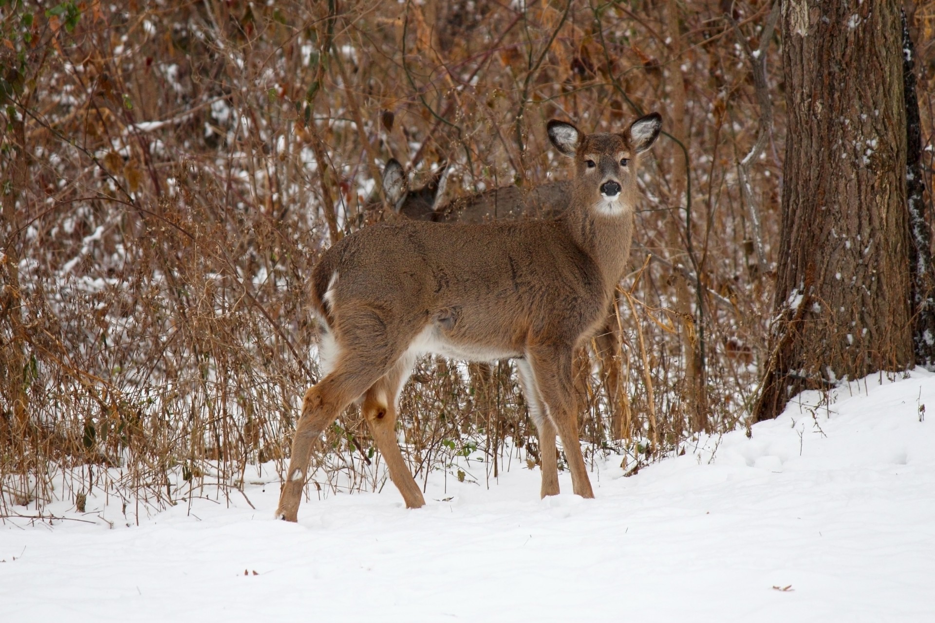 deer white tailed deer woods free photo