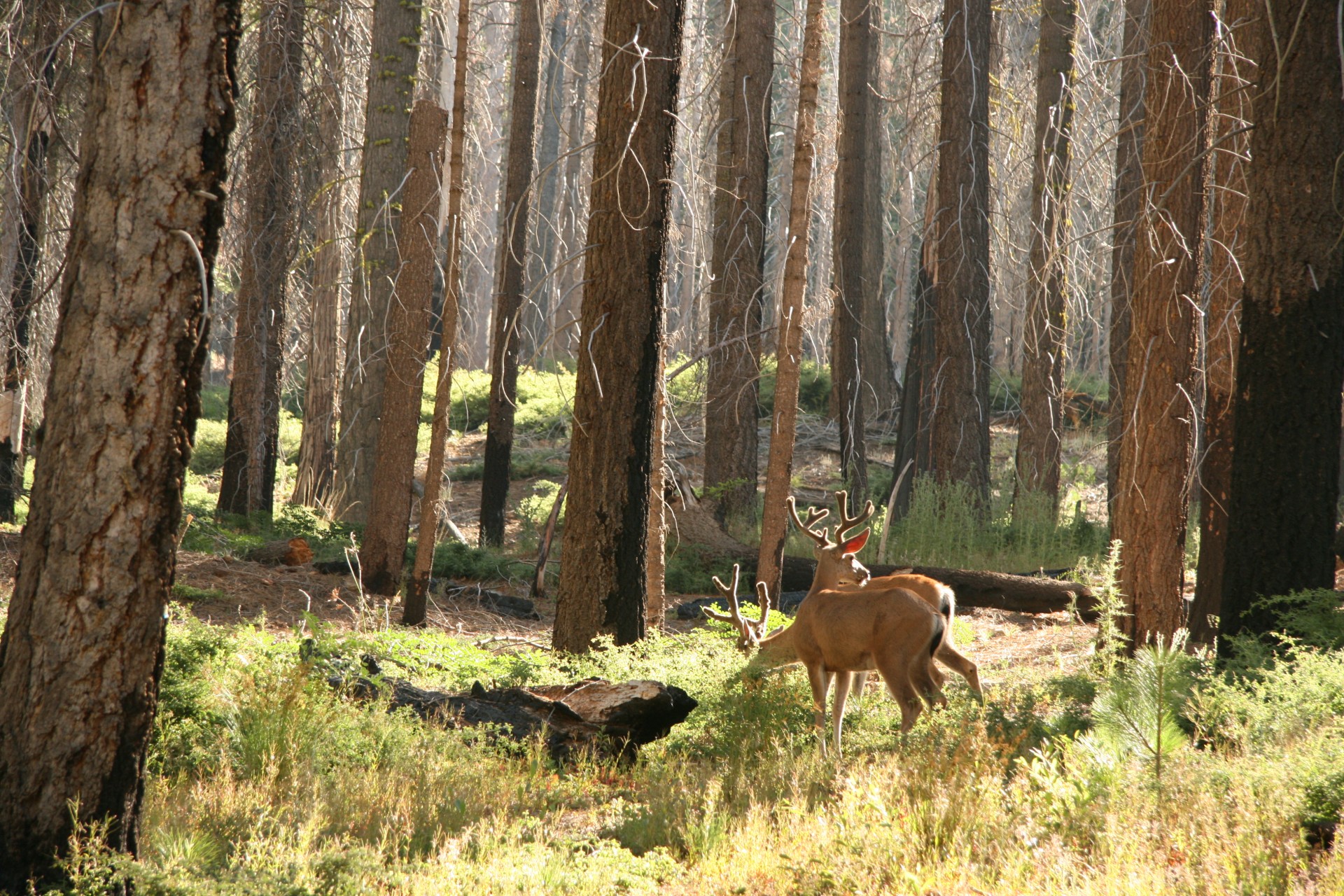 deer yosemite wildlife free photo