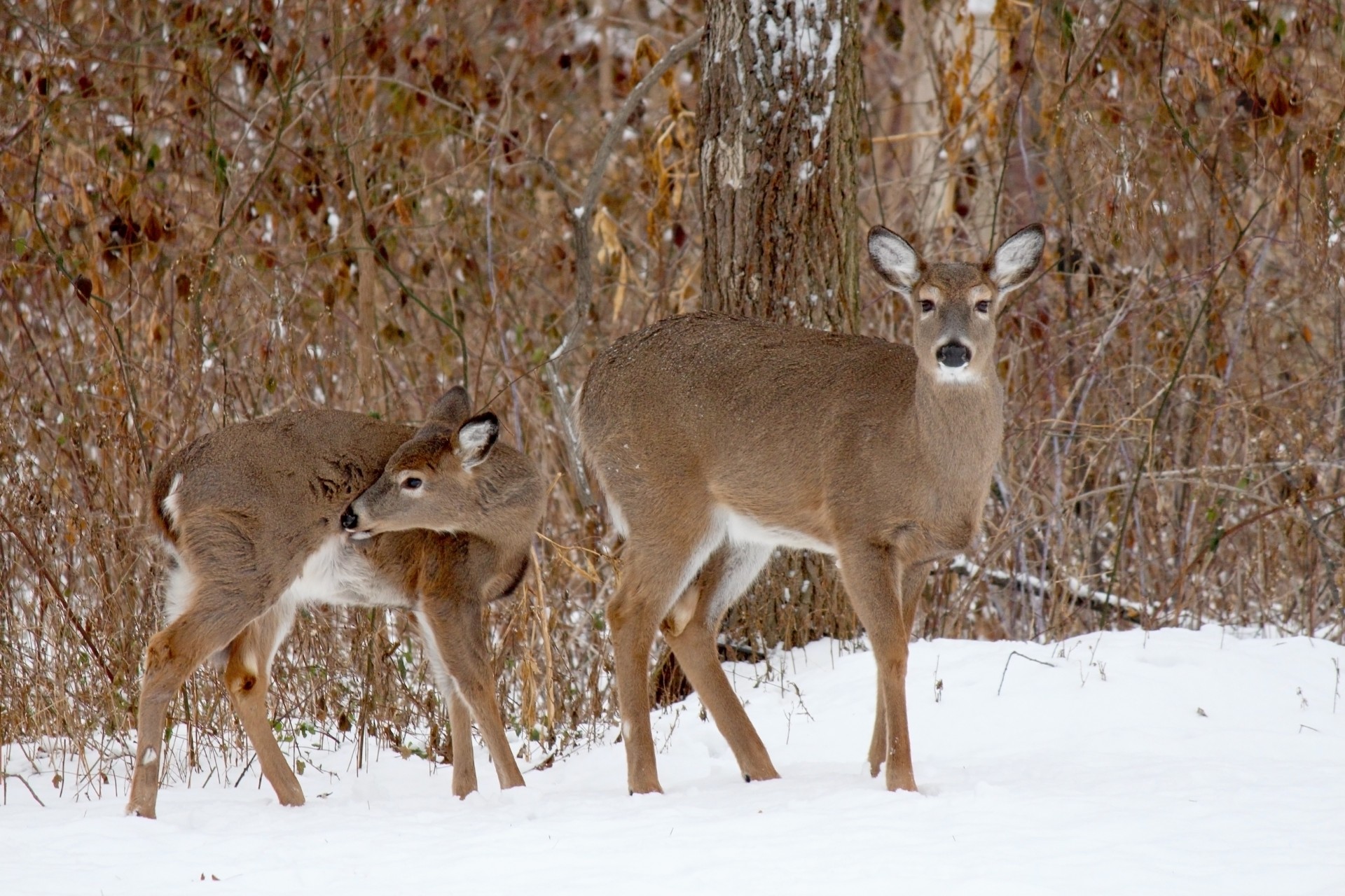 deer white-tailed deer fawn free photo