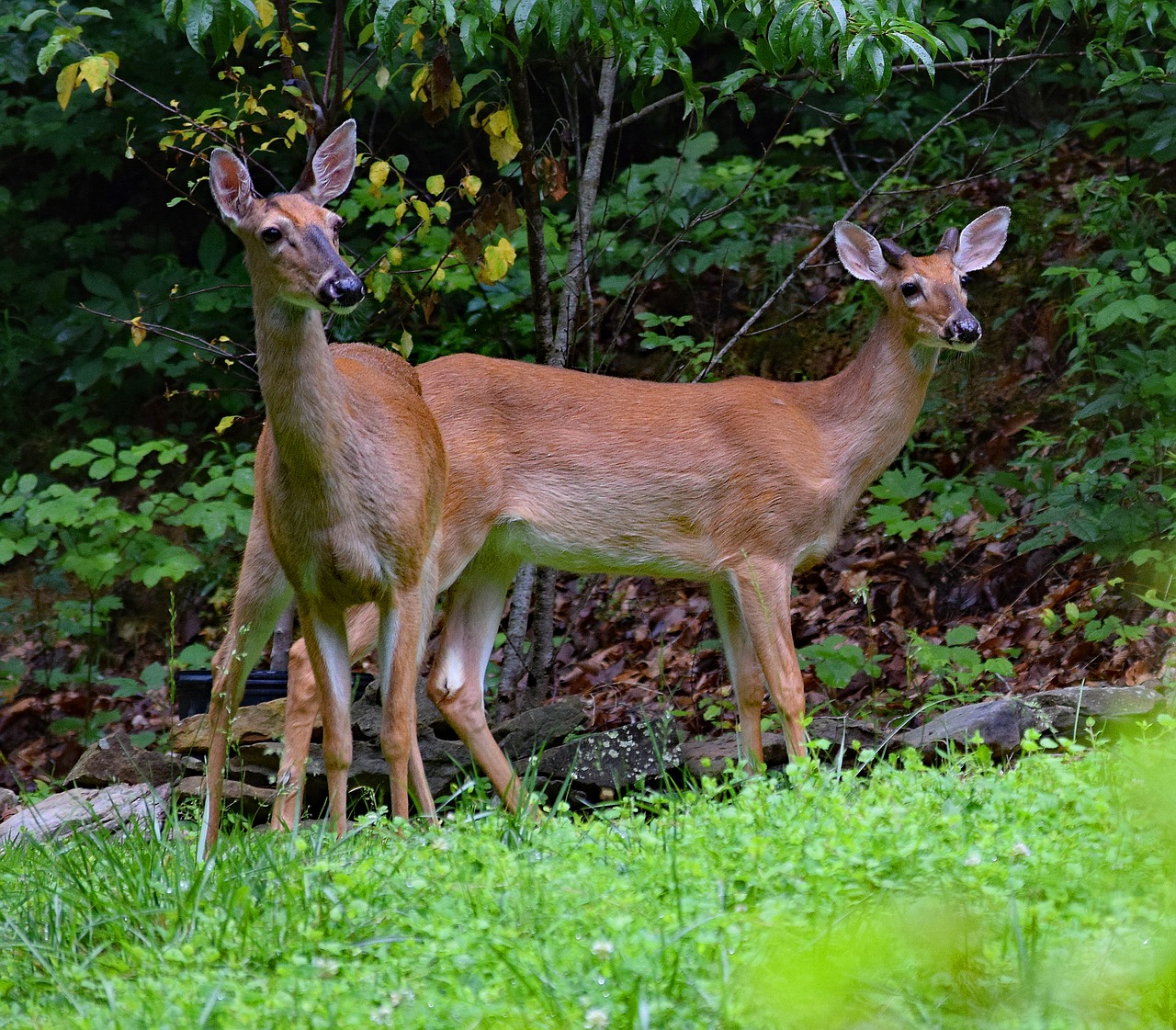 deer pair deer animal free photo