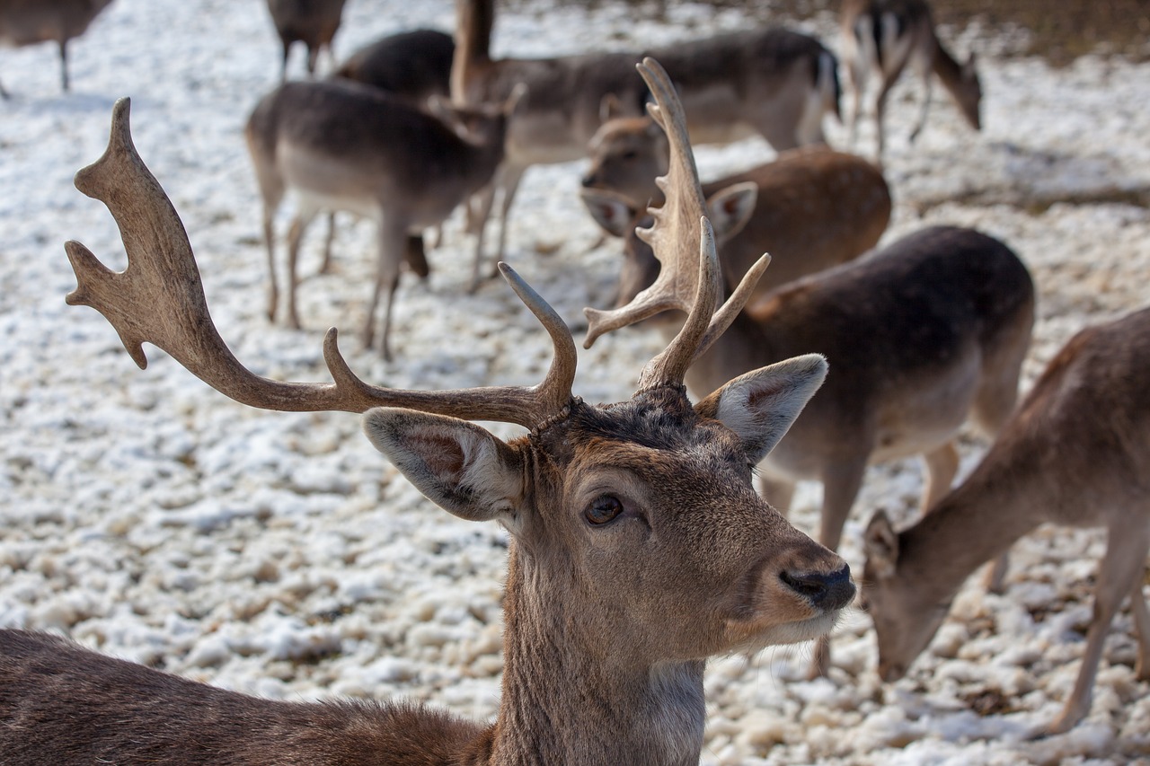 deer park  hirsch  antler free photo