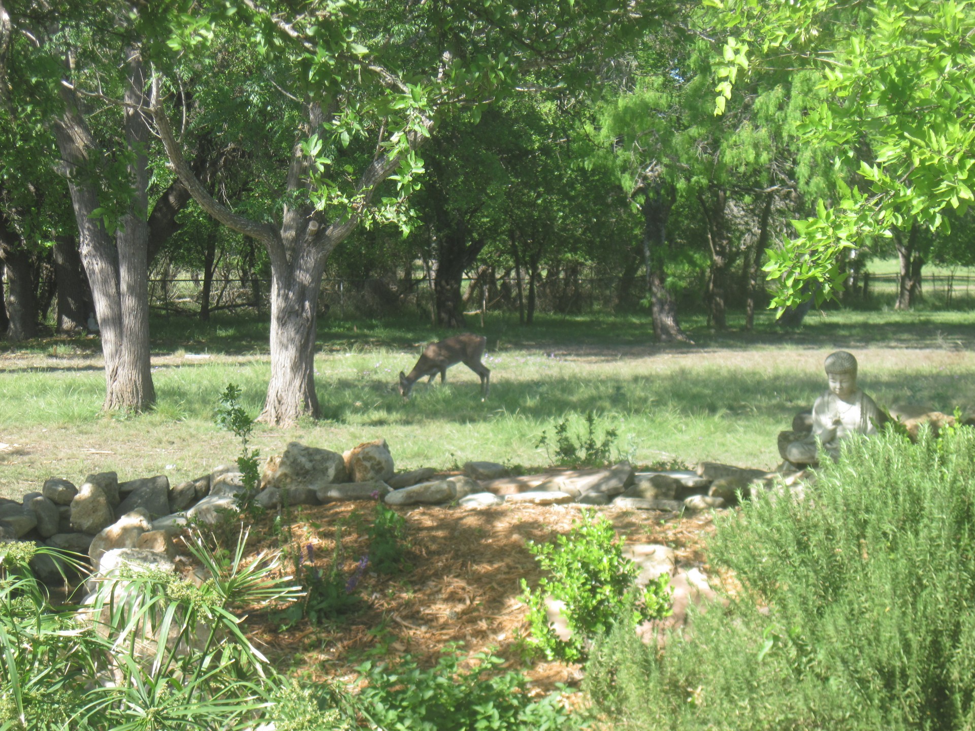 deer buddha nature free photo