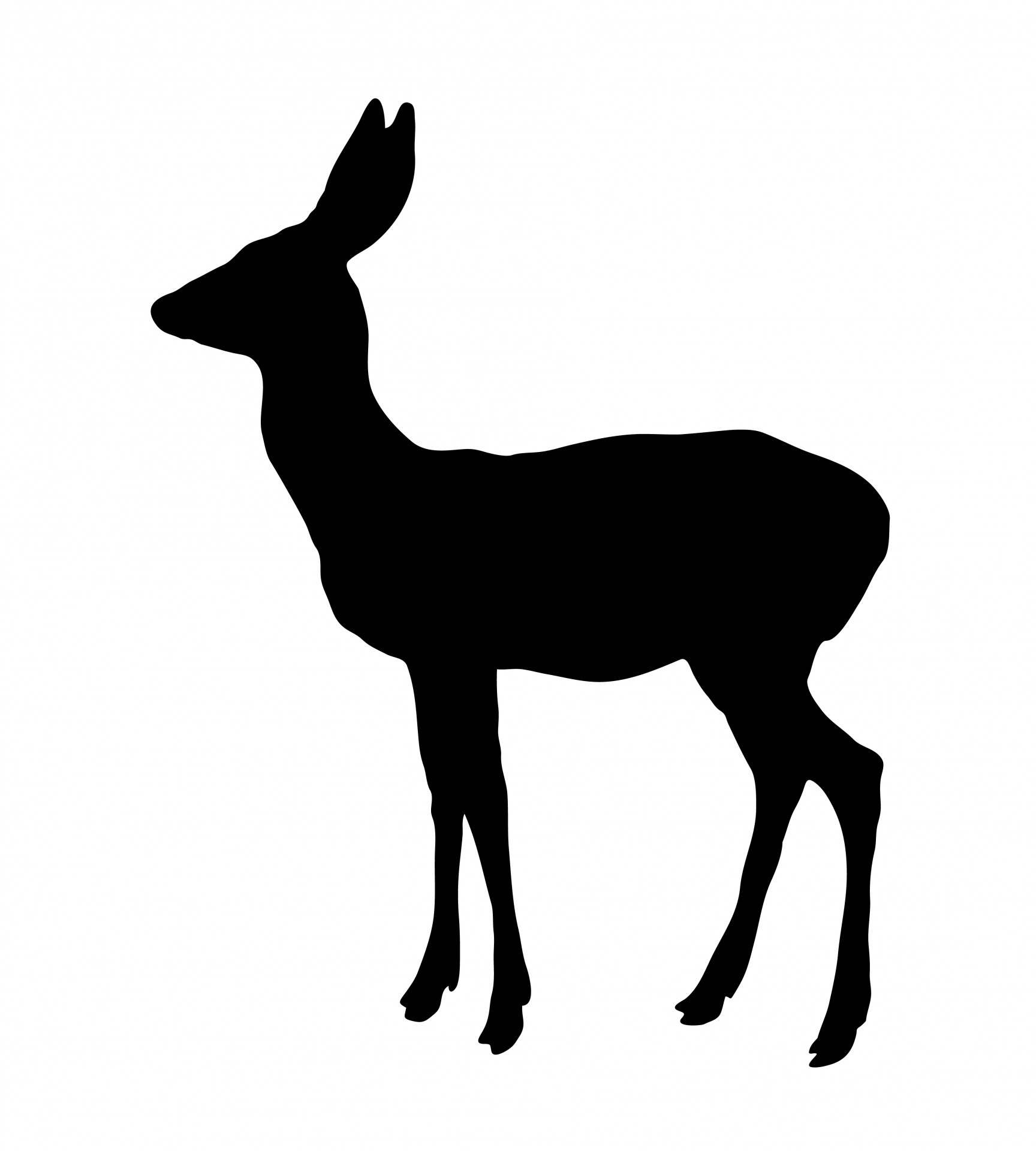 deer doe female free photo