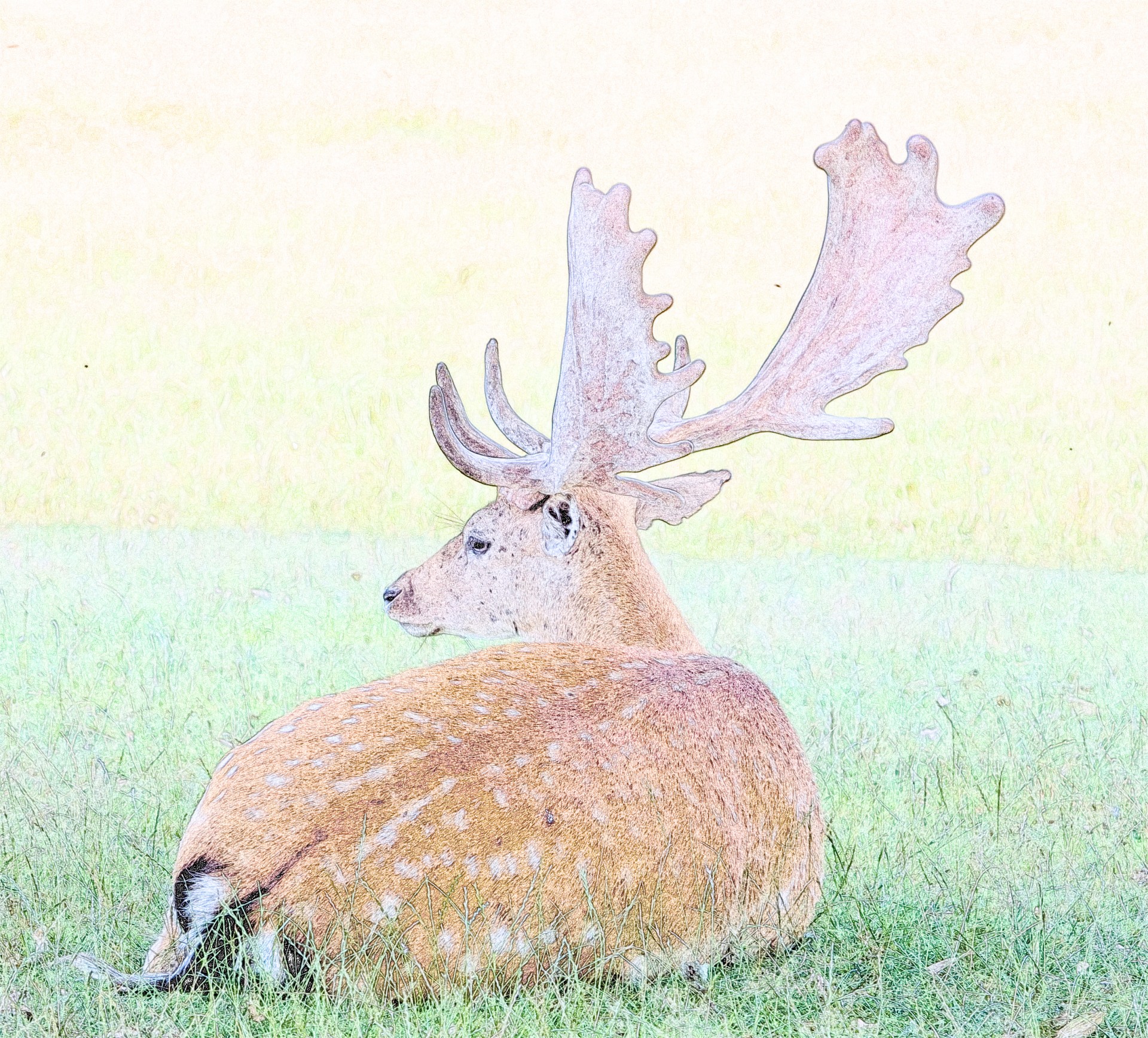 deer stag buck free photo
