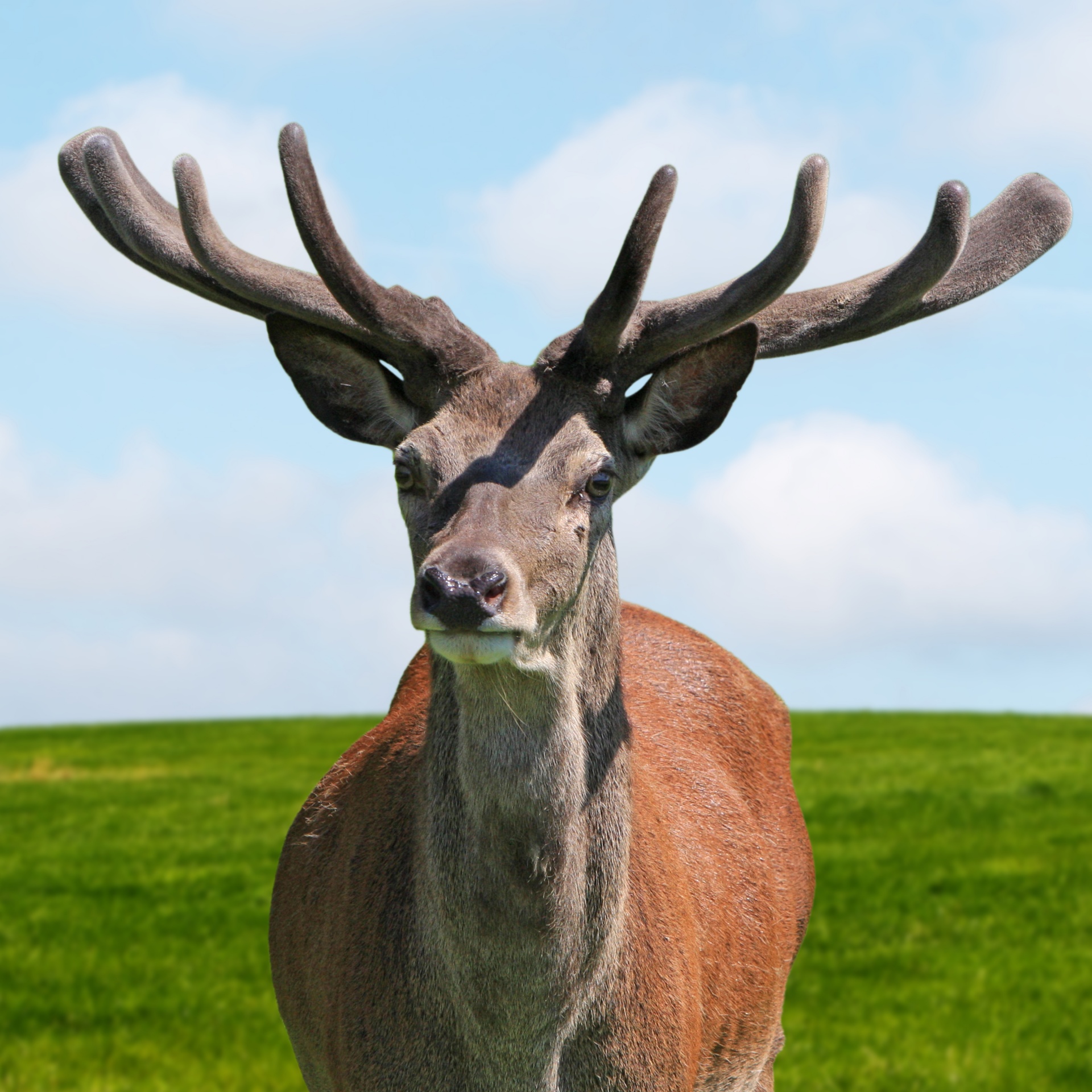 deer stag portrait free photo
