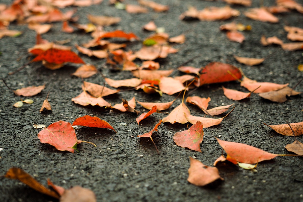 defoliation orange road free photo