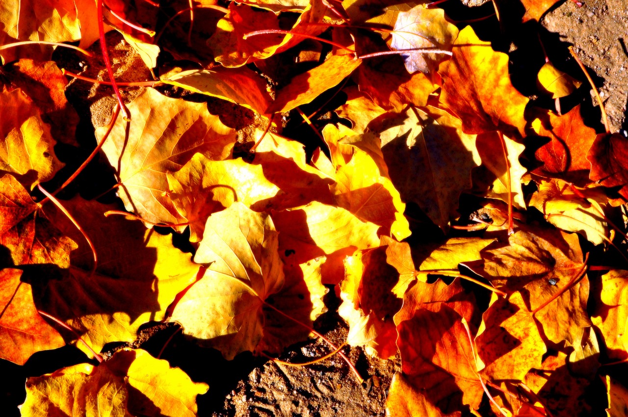 defoliation ground autumn free photo