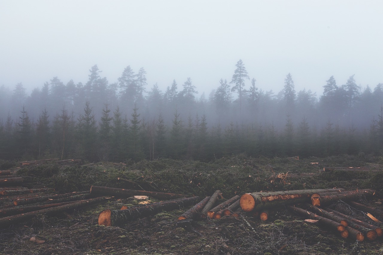deforestation deforest lumber free photo