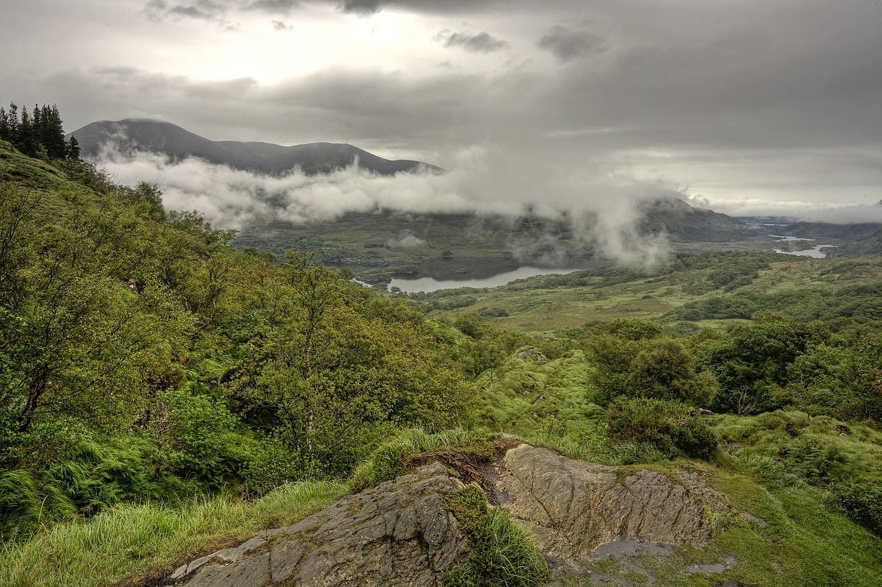 deforestation  forest  killarney free photo