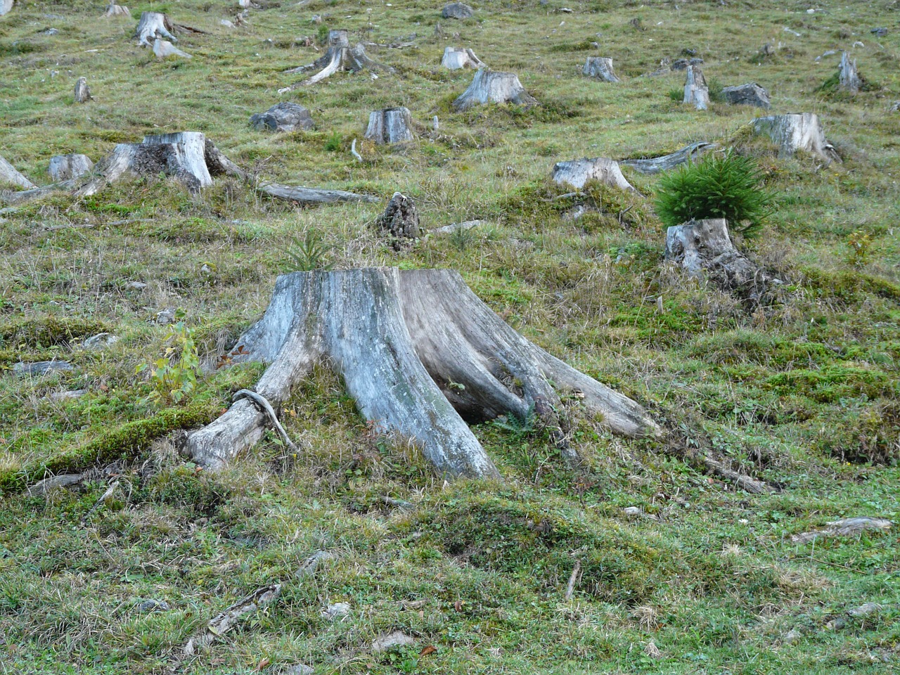 deforestation forest tree stump free photo