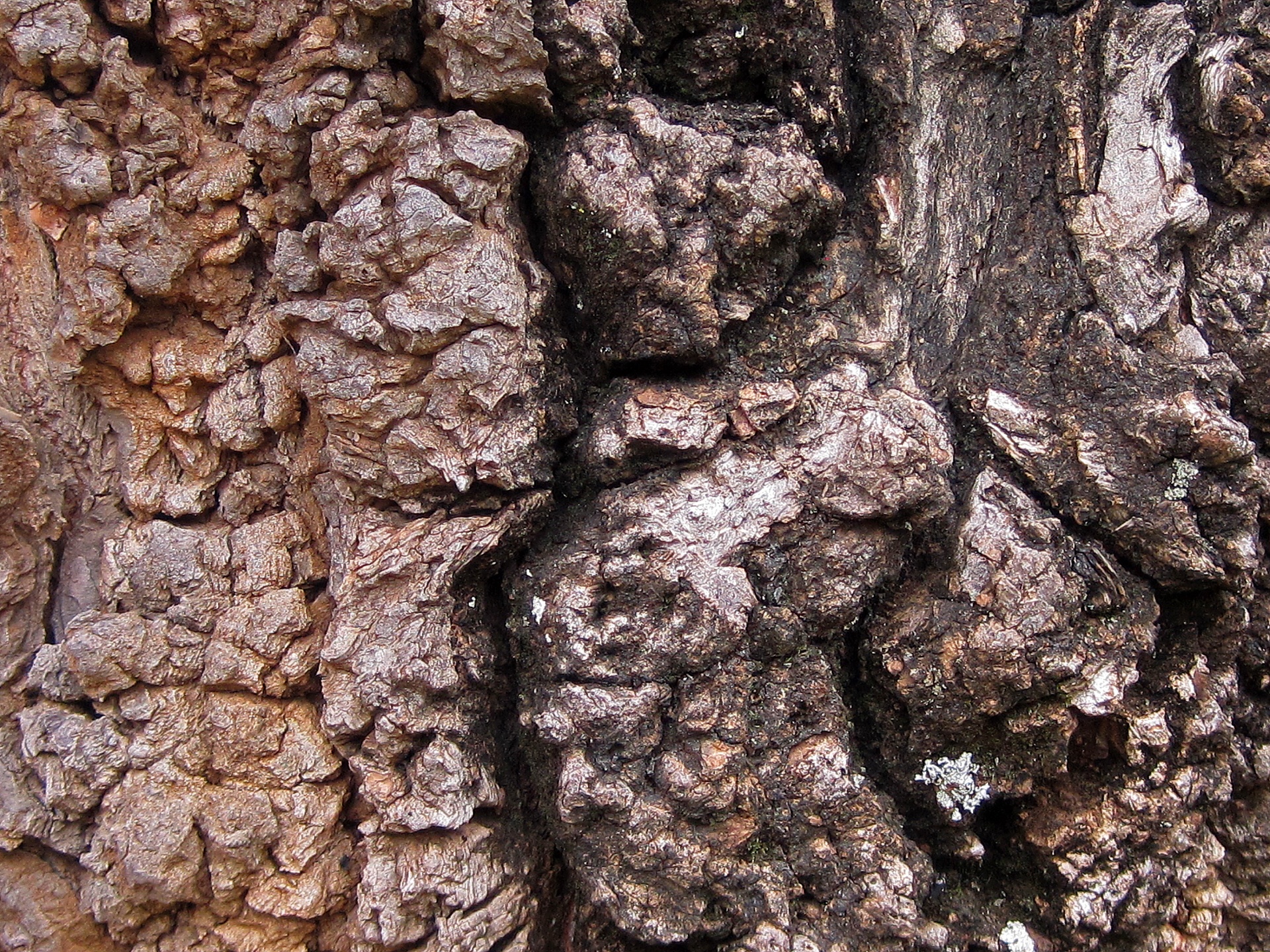 tree trunk bark free photo