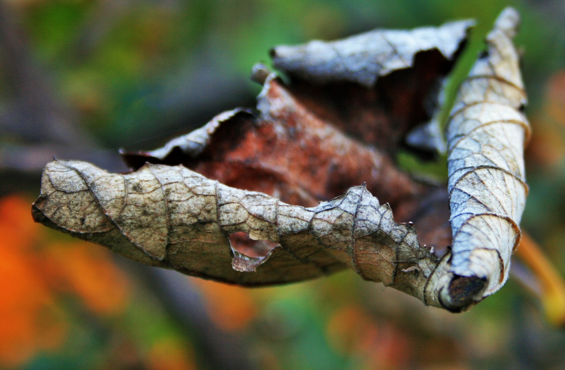 leaf grape vine free photo